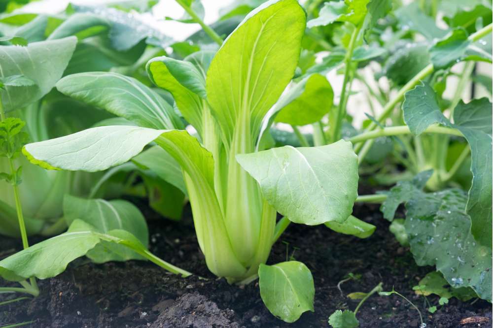 Pak Choi 'Taisai' (BIO frö)